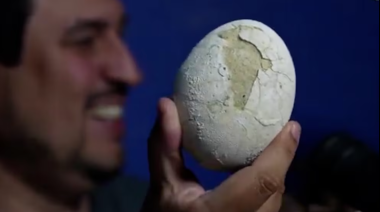 Investigadores del Conicet hallaron un huevo de dinosaurio en buen estado de conservación