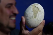 Investigadores del Conicet hallaron un huevo de dinosaurio en buen estado de conservación