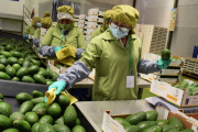 MIDAGRI: Ventas por agroexportaciones superaron los US$ 8,100 millones hasta agosto de 2025