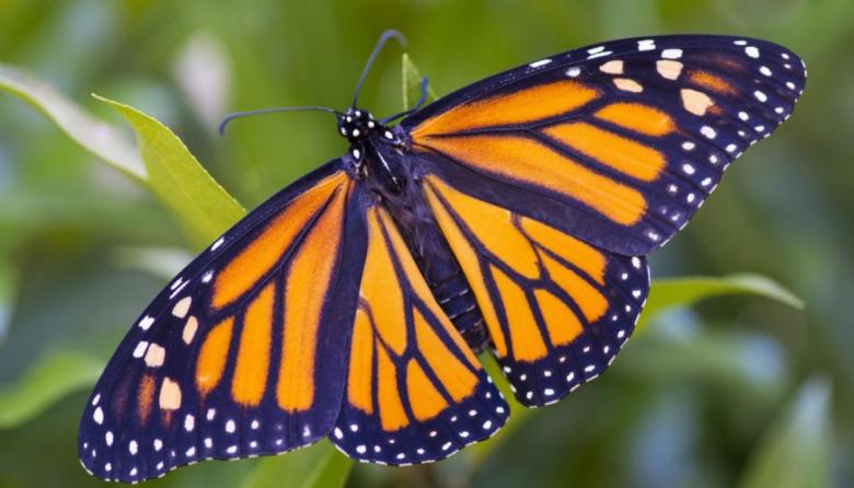 Estados Unidos se moviliza para salvar a la mariposa monarca del peligro de extinción