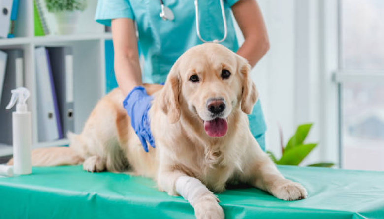 La FDA aprueba el primer tratamiento anual contra pulgas y garrapatas en perros