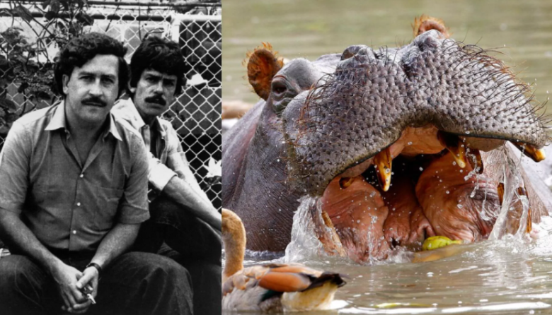 Colombia sacrificará 80 hipopótamos de Pablo Escobar por riesgos genéticos