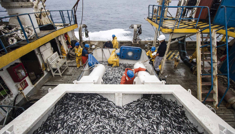 Suspenden por 15 días la primera temporada de pesca de anchoveta