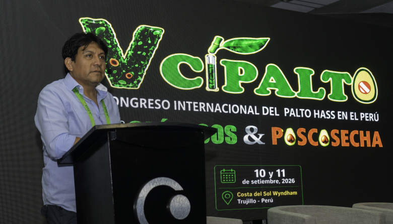 Cambio climático obliga a replantear el manejo del palto Hass en el Perú