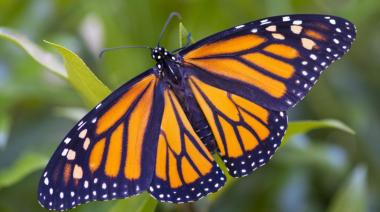 Estados Unidos se moviliza para salvar a la mariposa monarca del peligro de extinción