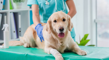 La FDA aprueba el primer tratamiento anual contra pulgas y garrapatas en perros