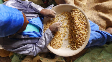 El mundo se está quedando sin olíbano: la resina milenaria amenazada por la sobreexplotación y el mercado global