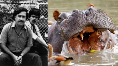 Colombia sacrificará 80 hipopótamos de Pablo Escobar por riesgos genéticos