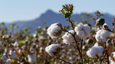Innovación agraria busca impulsar la competitividad de la industria textil peruana con algodón molinero extralargo
