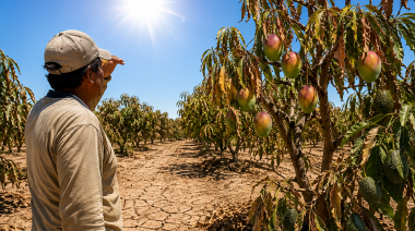 El Niño eleva temperaturas hasta los 36 °C y amenaza la producción de mango y palta