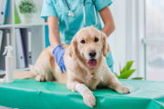 La FDA aprueba el primer tratamiento anual contra pulgas y garrapatas en perros