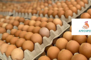 APROHPERU destaca el liderazgo de Ica en la producción y consumo de huevo en el país