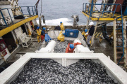 Suspenden por 15 días la primera temporada de pesca de anchoveta