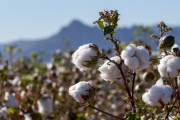 Innovación agraria busca impulsar la competitividad de la industria textil peruana con algodón molinero extralargo